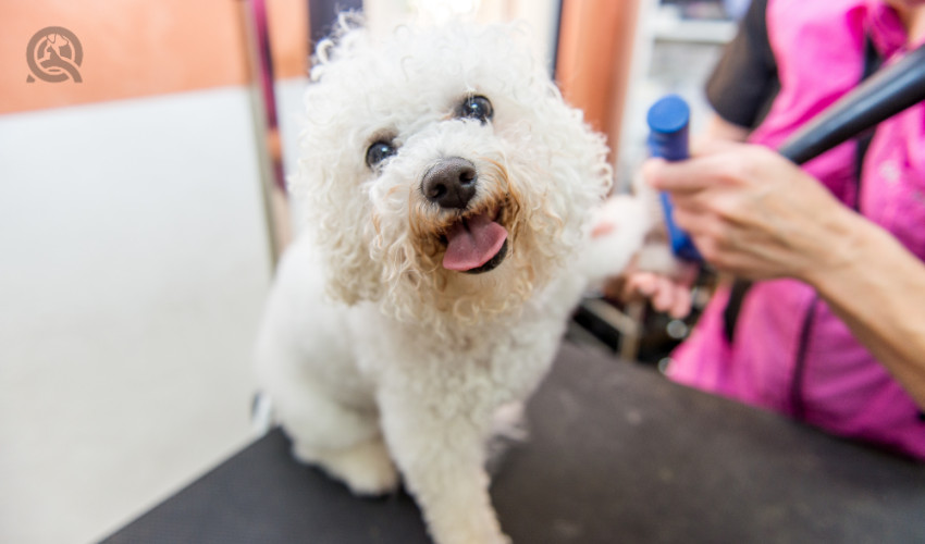 happy bichon frise on professional pet groomer table