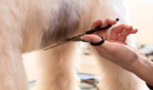 dog groomer scissor hair