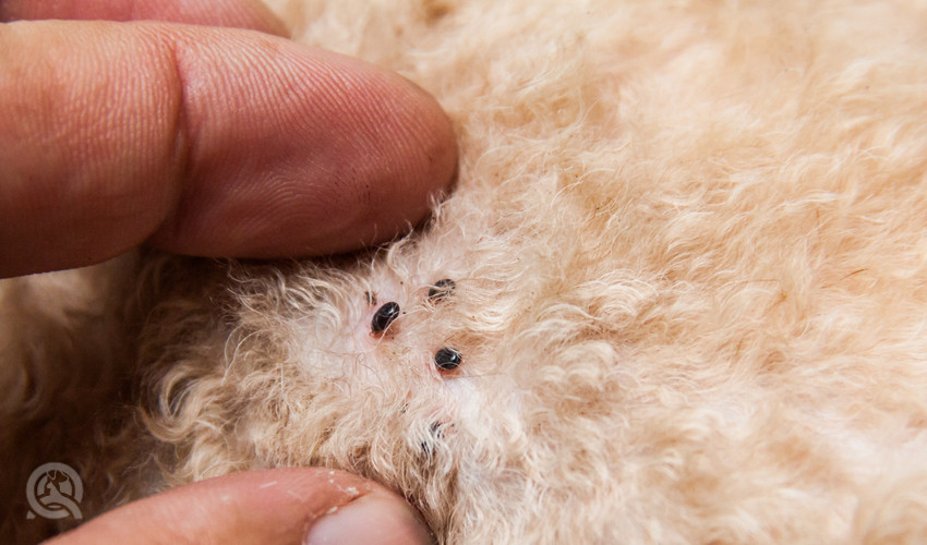 finding fleas in dog fur