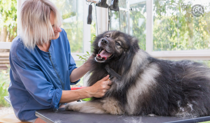 grooming a large dog