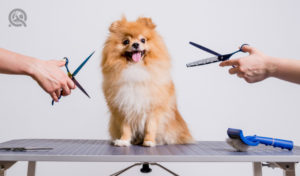dog grooming combs and scissors