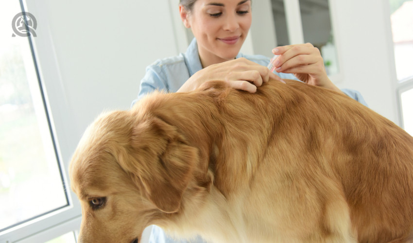 flea and tick prevention being applied on a dog