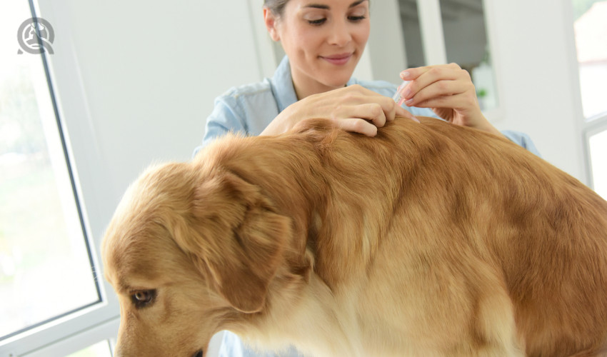 Pet groomer flea clearance treatment