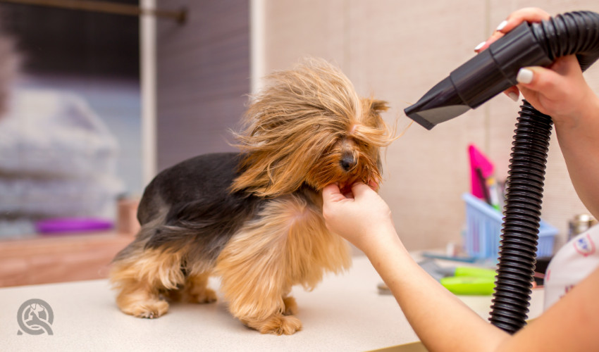 High velocity dog grooming dryer