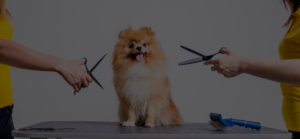 Dog being groomed with different equipment