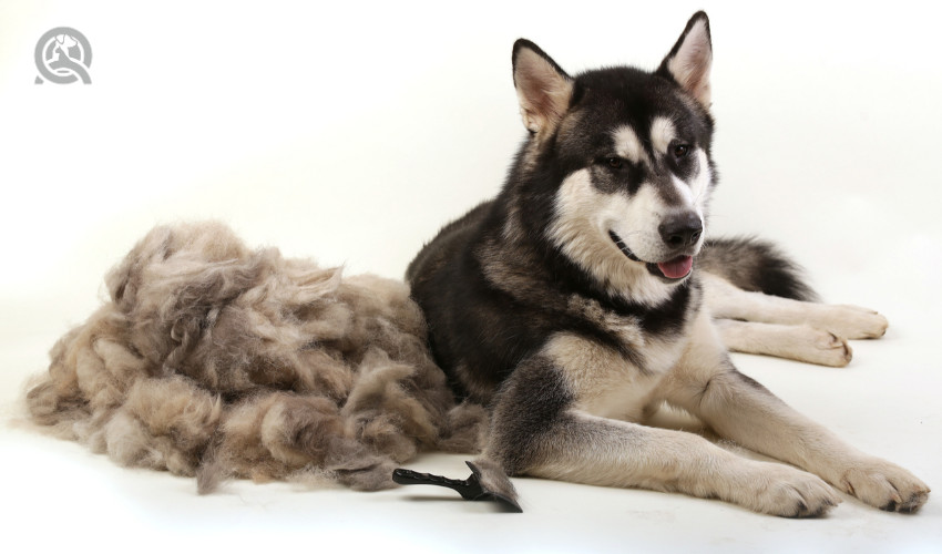 husky sitting next to its shed fur