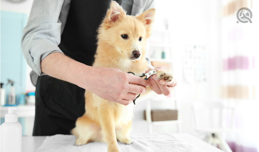 small dog getting nails clipped by pro groomer