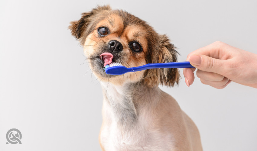 dog licking toothpaste off toothbrush
