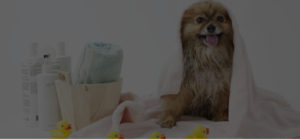 7 Best Dog Grooming Equipment Blog Header