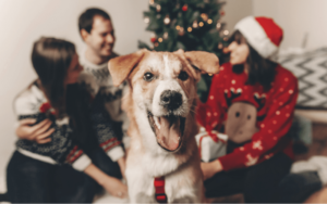 adorable dog photobombing family christmas photo
