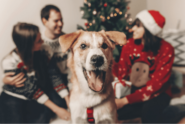adorable dog photobombing family christmas photo