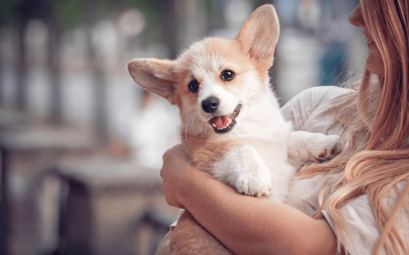 corgi puppy in owner's arms