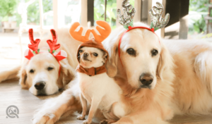 two golden retrievers and a chihuahua wearing reindeer antlers