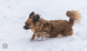 small dog running in snow