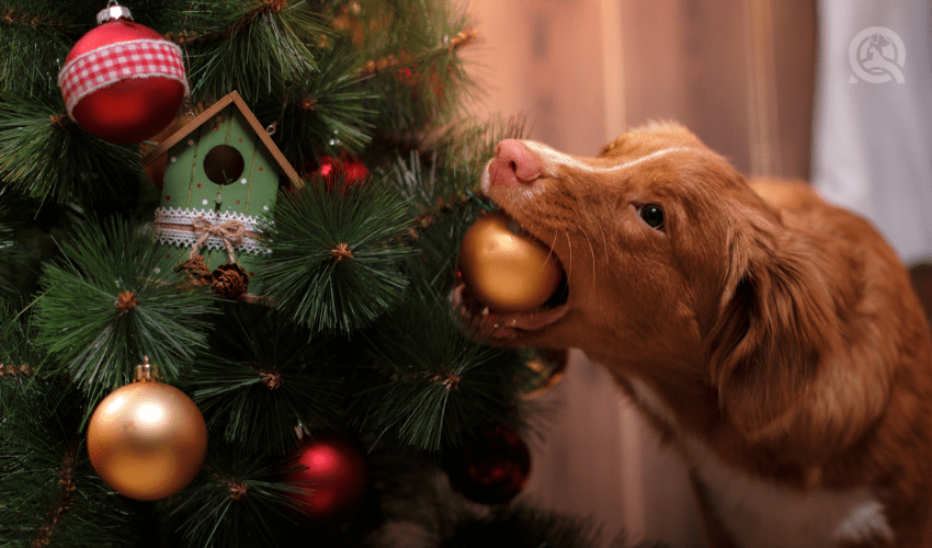 brown dog about to eat christmas tree ball ornament