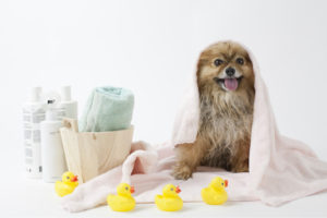 wet dog wrapped in towel next to bath products