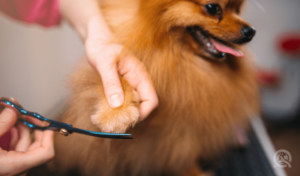 groomer cutting pomeranian's nails with scissor clipper
