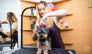 female dog groomer grooming a small, curly breed