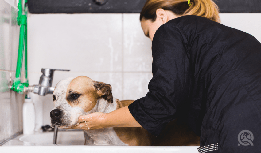 female groomer bathing dog