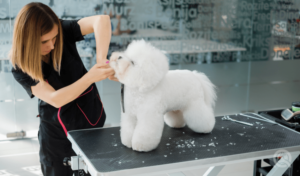 female groomer giving dog teddy bear cut