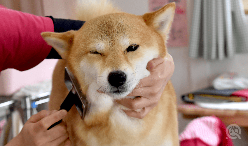 shiba inu getting brushed by groomer