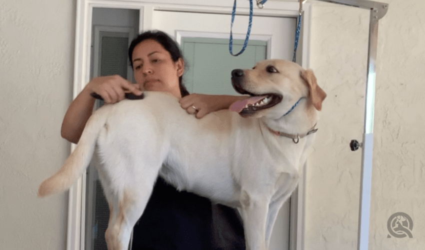 diana monroy grooming a golden lab
