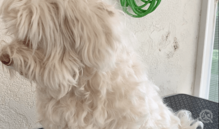 scruffy, long haired dog before hair cut