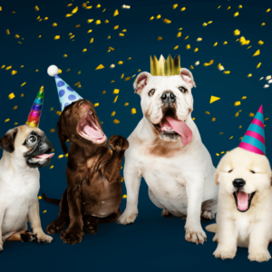 dogs in party hats, celebrating New Year's