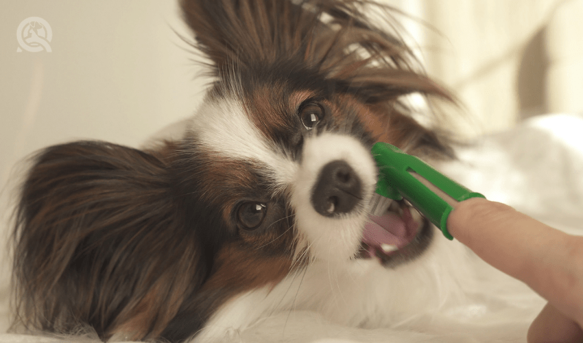 brown and white pomchi getting teeth brushed with finger brush