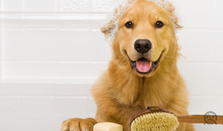 happy golden retriever in bath with bath products