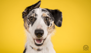 happy dog portrait with yellow background