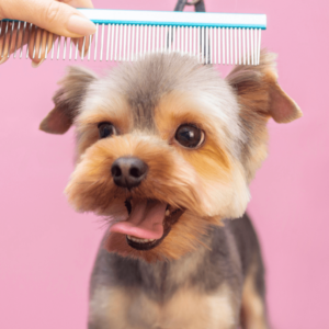 Professional cares for a dog in a specialized salon. Groomers holding tools at the hands. Pink background. groomer concept