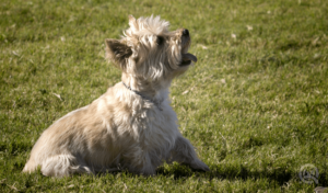 carin terrier dog sitting in grass