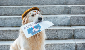 QC Pet Studies Dog Grooming Realities - Dog Holding Business Newspaper
