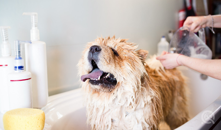 QC Pet Studies Dog Grooming Realities - Difficult Dogs