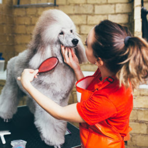 QC Pet Studies Dog Grooming Realities - Featured Image