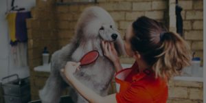 QC Pet Studies Dog Grooming Realities Header Image
