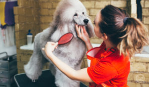 QC Pet Studies Dog Grooming Realities - Grooming Poodle