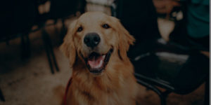 QC Pet Studies Dog Grooming Realities - Header Image