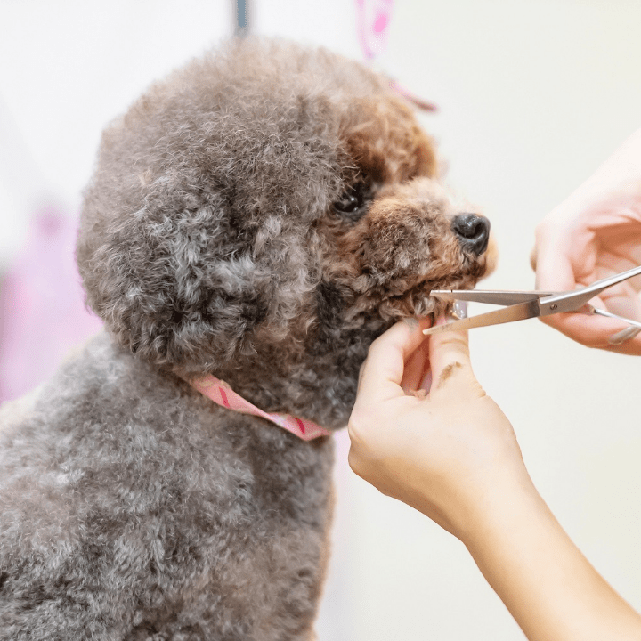 Do Dog Groomers Get Bitten