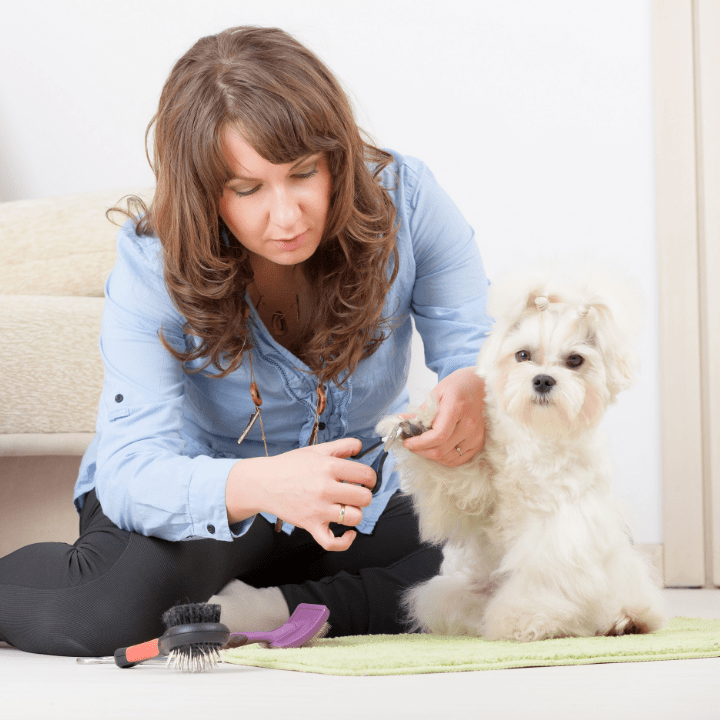 How to Complete your Online Dog Grooming Classes Safely from Home QC
