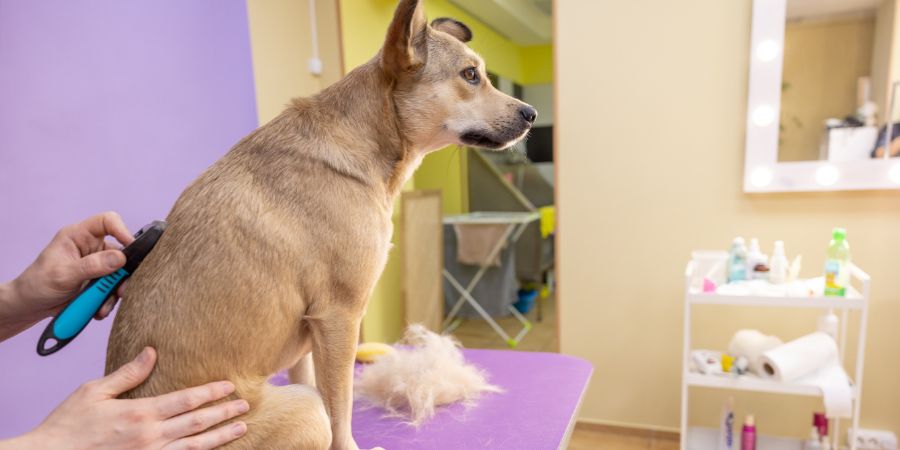 How long does it take to become a dog groomer in-post image 3