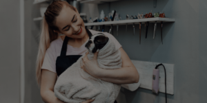 self-employed dog groomer holding boston terrier after bath - with black overlay