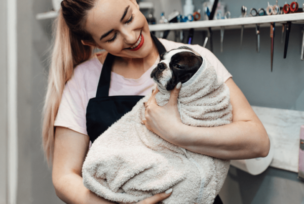 self-employed dog groomer holding boston terrier after bath