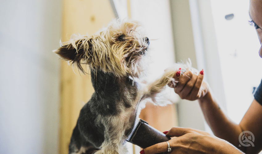dog groomer holding dog's paw while shaving its stomach