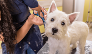 close up of dog getting haircut from dog groomer