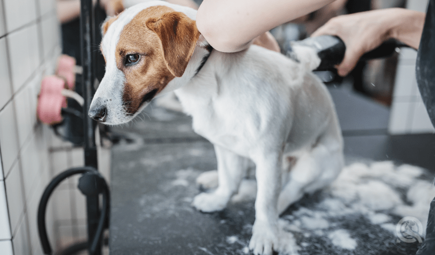 self-employed dog groomer shaving dog on grooming table