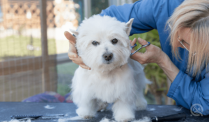 dog groomery cutting dog's hair