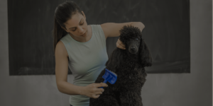 dog groomer training on a black poodle - with black overlay