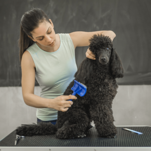 dog groomer training on a black poodle